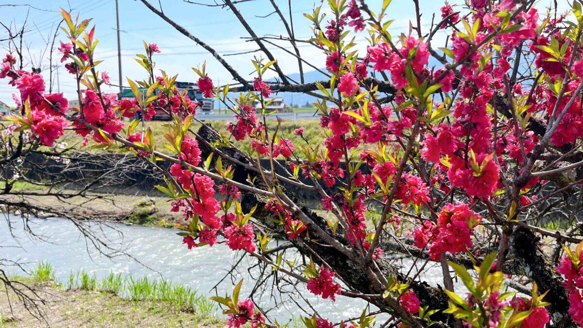 ハナモモ、開花しました
