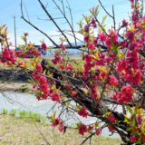 ハナモモ、開花しました